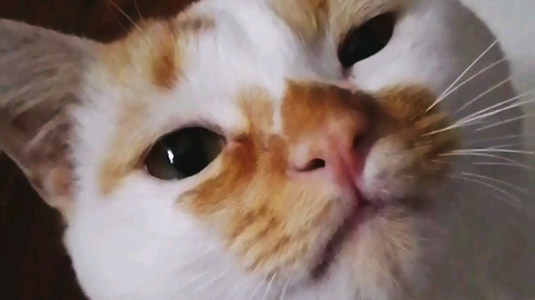 小猪贴贴